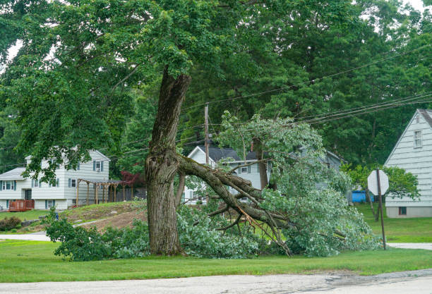 The Steps Involved in Our Tree Care Process in Grove City, FL